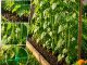 Garden trellis netting for climbing plants and cucumbers 2x10m, green
