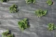 Black PP weed control fabric 100 g/m², 3.2 m wide, sold by metre