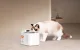 Gertuvė-fontanas gyvūnams Petkit Eversweet Max 2, 3 l