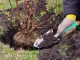 Garden Spade For Planting Transplanting Plants 32 cm