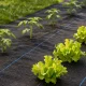 Multigarden agroplėvelė nuo piktžolių 135g/m² (0.8x100m) su smaigais, juoda