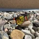 Trizand Polarized Sports Sunglasses Outdoor Sports Cycling Glasses UV400, Orange