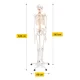 Žmogaus skeleto anatominis modelis 4FIZJO 180 cm su stovu