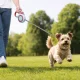 Retractable Dog Leash, Red, 5m Tape, up to 15kg
