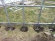 Šiltnamis KLASIKA STANDART 15, 2,5x6 m, su pamatu ir 6 mm polikarbonatu