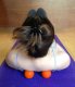 Massage Therapy Trigger Point Yoga Lacrosse Roller Balls Myofascial