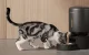 Petlibro Granary Smart WiFi Pet Food Dispenser 5L Black