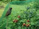 Heavy Duty Bird Netting for Garden and Fruit Trees 2x10m, green