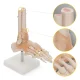 4FIZJO 1:1 čiurnos sąnario anatomis modelis su raiščiais