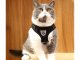 Black Harness with Leash for Dogs and Cats, Size S