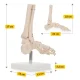 4Fizjo pėdos ir čiurnos sąnario anatominis modelis 1:1, baltas