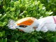 Cordless Grass and Shrub Shears 2-in-1, White/Orange