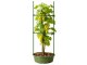 DIVODV Triangular Plant Support, 120 cm, Green