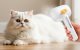 Steam Pet Grooming Brush Rojeco RZSTX-02 IPX7 White