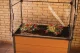 Mini šiltnamis Keter Maple 99 x 58 x 185 cm, rudas