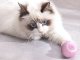 Interactive Pet Toy, LED Ball for Cats & Dogs, USB Rechargeable