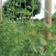 Augalų atraminis tinklas TENAX Flora 2 x 10 m, žalias