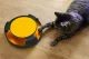 Purlov Cat Toy - Circle with Mouse and Scratching Pad
