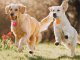 LED Light Pendant for Dog and Cat Collars, Orange