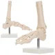 4Fizjo pėdos ir čiurnos sąnario anatominis modelis 1:1, baltas