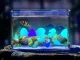 Fluorescent Lighting Stones, Glowing Pebbles, Blue, Pack of 100