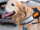 LED light tag for pet collar with carabiner, blue