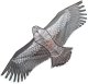 XXL eagle kite, 200 cm wingspan, colorful
