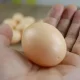 Dummy Egg for Hens, 1 Pcs, Brown