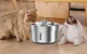 Rojeco Stainless Steel Pet Water Fountain 2L (RYSJ-11) vandens fontanas