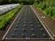 DIVODV Juoda agroplėvelė nuo piktžolių 50g/m², 1.5x30m