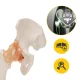 4FIZJO Anatomical Hip Joint Model with Ligaments 1:1 Scale