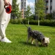 Automatinis pavadėlis šunims 5m, iki 15kg