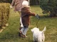 Automatic retractable dog leash with tape and lock, 5m, up to 15kg
