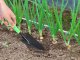 Garden Spade For Planting Transplanting Plants 32 cm
