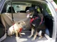 Car Seat Belt for Dogs and Cats, Adjustable