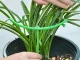 3-Ring Plant Support Cage for Potted and Garden Plants, Green
