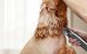 Pet Hair Clipper Oneisall RFC-676 2000mAh LCD