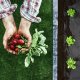 Plonos agroplėvelė nuo piktžolių 1x75 m su 100 vnt. smeigtukų, juoda