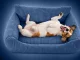 Soft Corduroy Dog and Cat Bed M, 60x45 cm, Blue