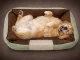 Dog and Cat Bed with Non-Slip Base, Size M, Green