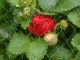 Heavy Duty Bird Netting for Garden and Fruit Trees 2x10m, green