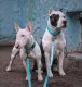 Waudog Luminous waterproof Dog collar with QR code size L, Blue