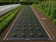 DIVODV Agrodanga nuo piktžolių 50g/m² 1.5m x 50m, Juoda