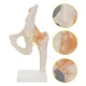 4FIZJO Anatomical Hip Joint Model with Ligaments 1:1 Scale