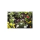Gardena Micro-Drip-System lašelinio laistymo vamzdelis 4,6 mm, 15 m, juodas
