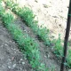 Augalų atraminis tinklas TENAX Flora daržovėms, 1.5 x 10 m, žalias