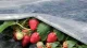 Agrodanga ORTOCLIMA PLUS 30 g/m², 2,40 x 10 m, balta