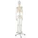 Anatominis žmogaus skeleto modelis Case 105231, 170 cm, su stovu