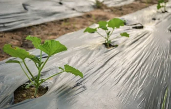 Mulčiavimo plėvelė agurkams su angomis 1 × 10 m, juoda