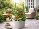 Plant Support with 3 Rings 60cm Green DIVODV